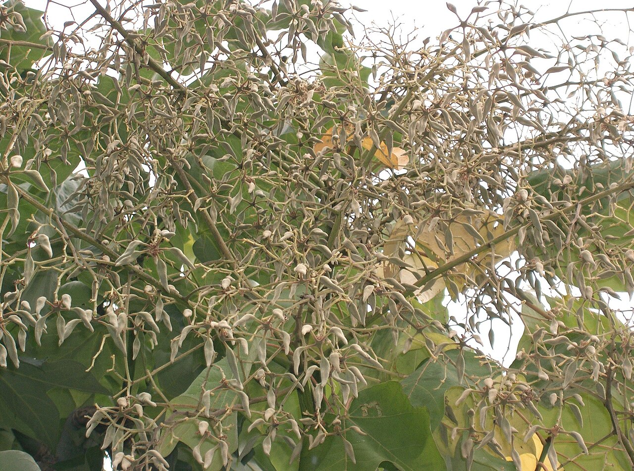 Firmiana simplex, Chinese parasol tree — upright deciduous (Malvaceae) (image 5 of 10)