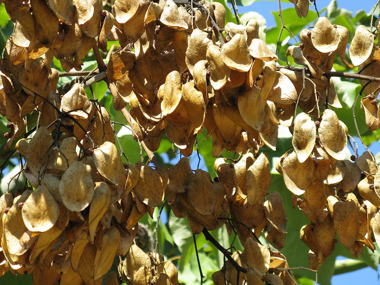 Firmiana simplex, Chinese parasol tree — upright deciduous (Malvaceae) (image 6 of 10)