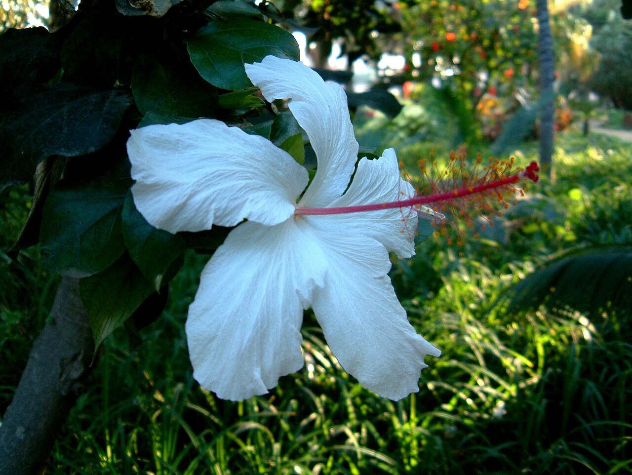 Hibiscus arnottianus, Hawaiian white hibiscus — upright evergreen (Malvaceae) (image 1 of 10)