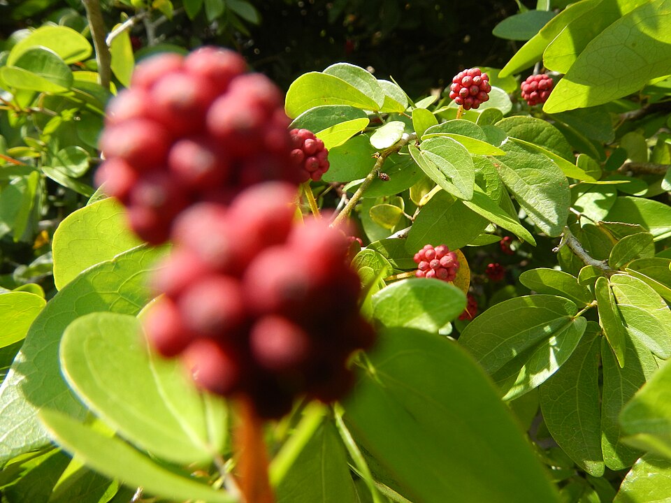 Calliandra (stickpeas)