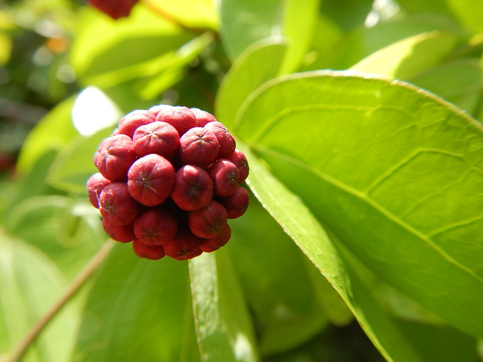 Calliandra (stickpeas) (alternate view 2)