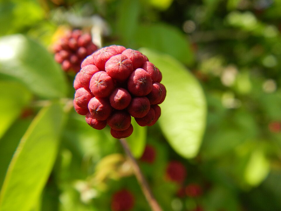 Calliandra (stickpeas) (alternate view 3)