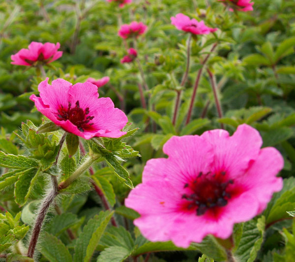 Potentilla nepalensis 'Miss Willmott'