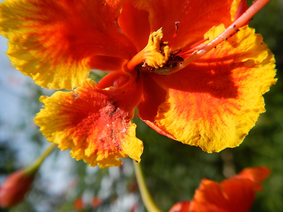 Caesalpinia