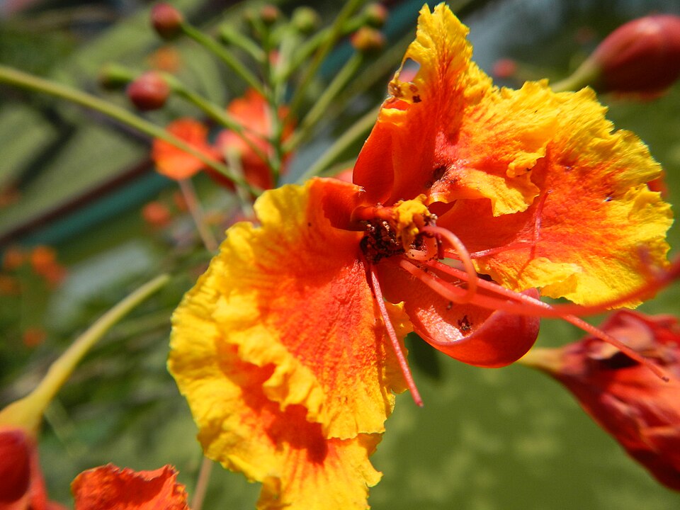 Caesalpinia (alternate view 2)