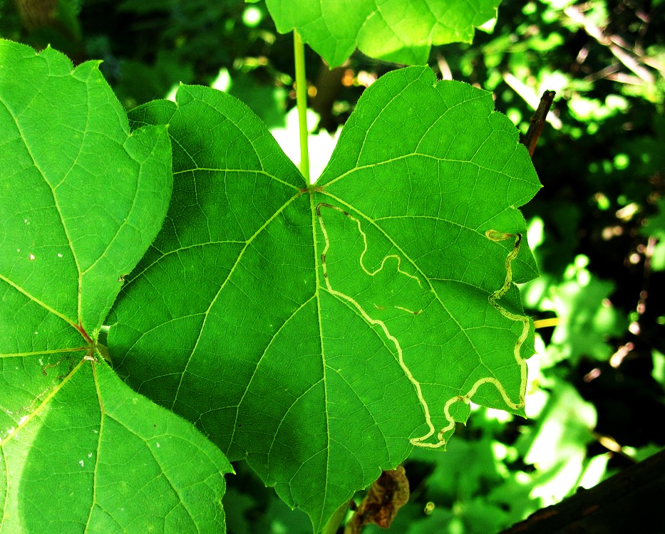 Vitis vulpina (frost grape) (alternate view 7)