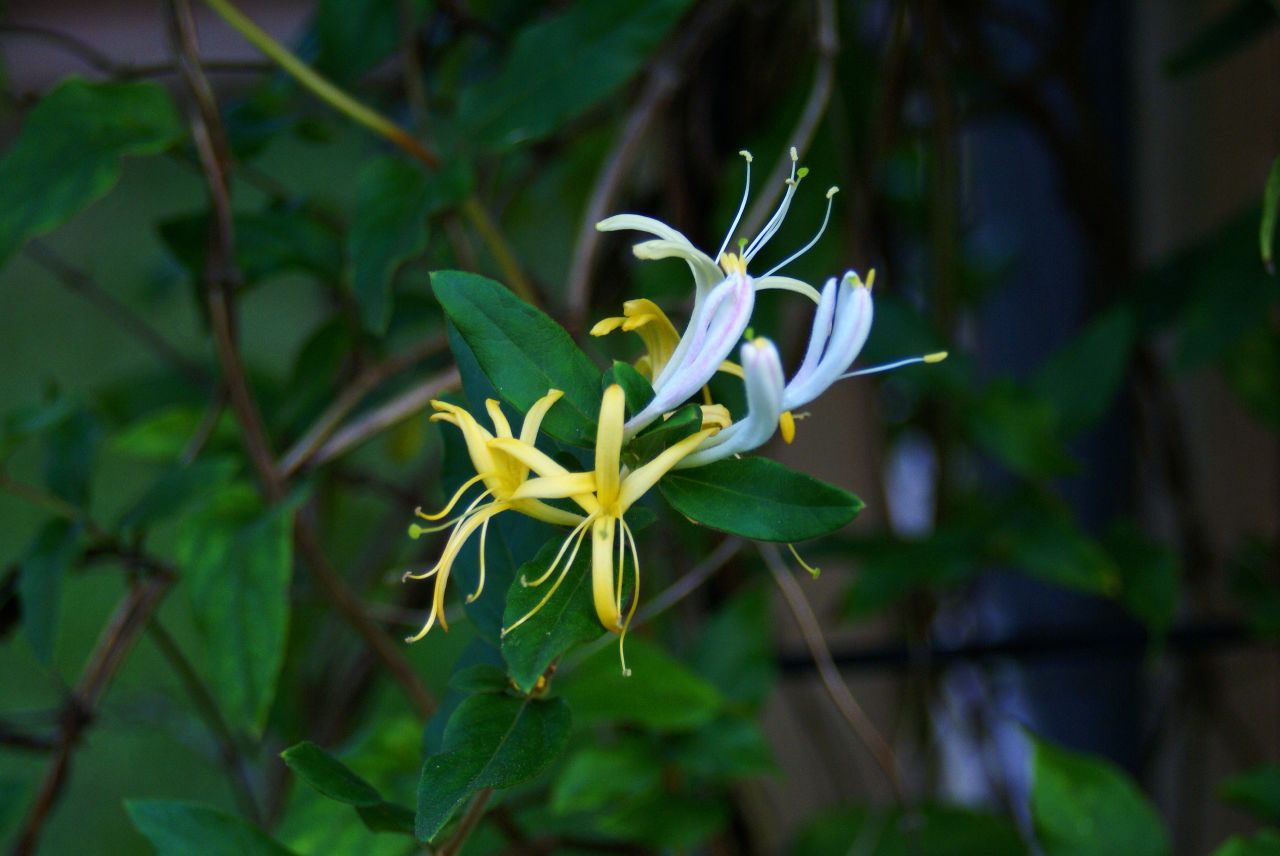 Lonicera japonica, Japanese honeysuckle — climbing semi-evergreen (Caprifoliaceae) (image 1 of 10)
