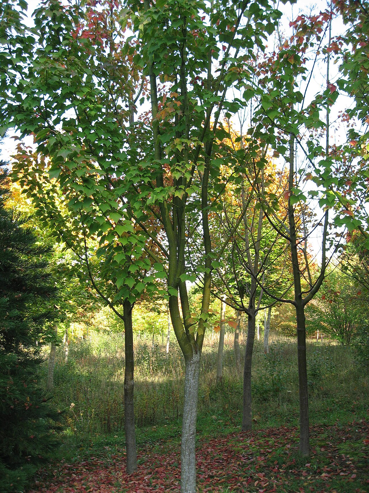 Acer rufinerve, Redvein maple — upright deciduous (Sapindaceae) (image 8 of 10)