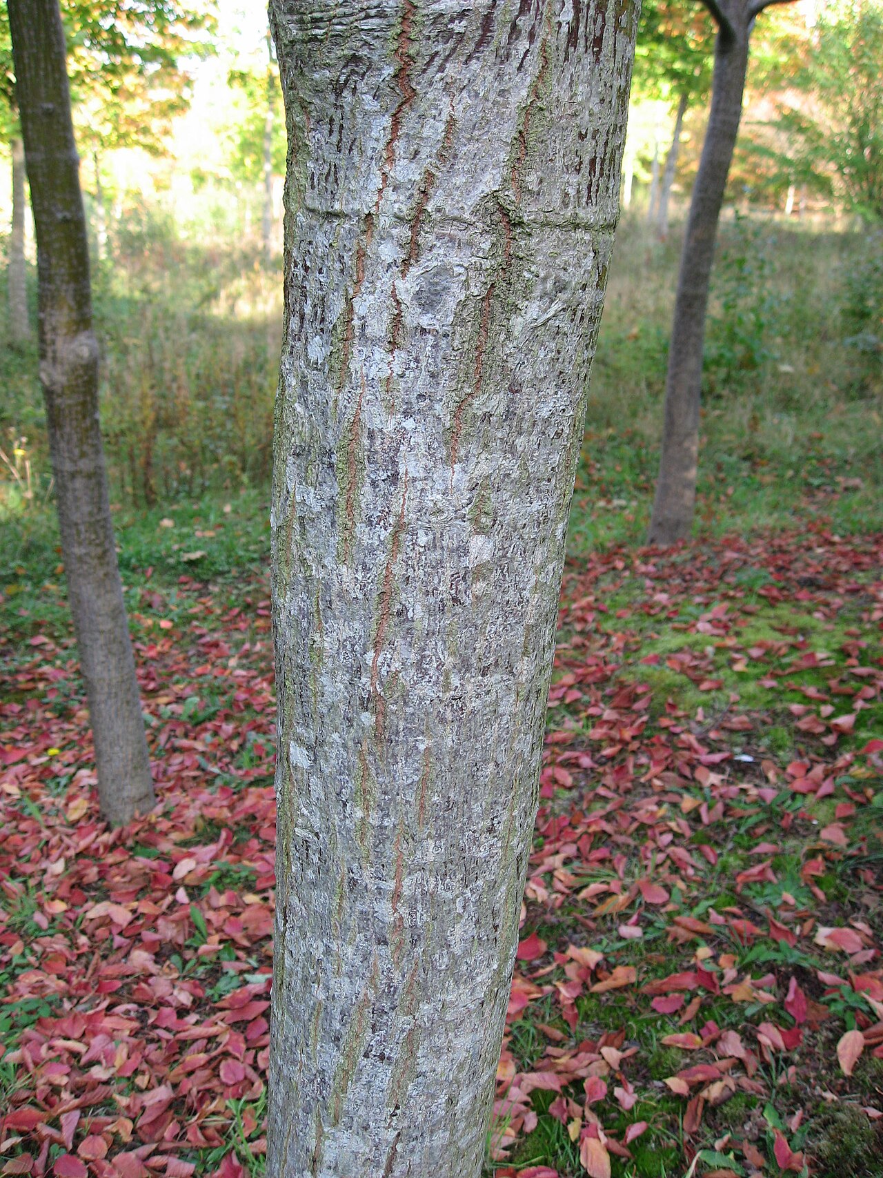 Acer rufinerve, Redvein maple — upright deciduous (Sapindaceae) (image 9 of 10)