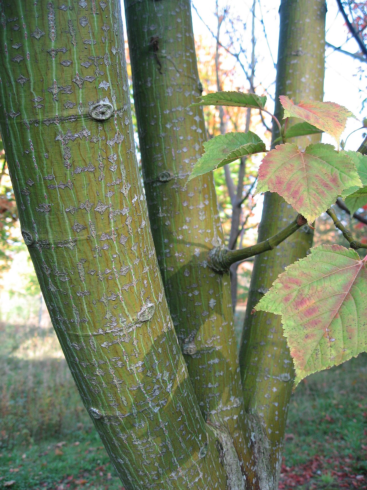 Acer rufinerve, Redvein maple — upright deciduous (Sapindaceae) (image 10 of 10)