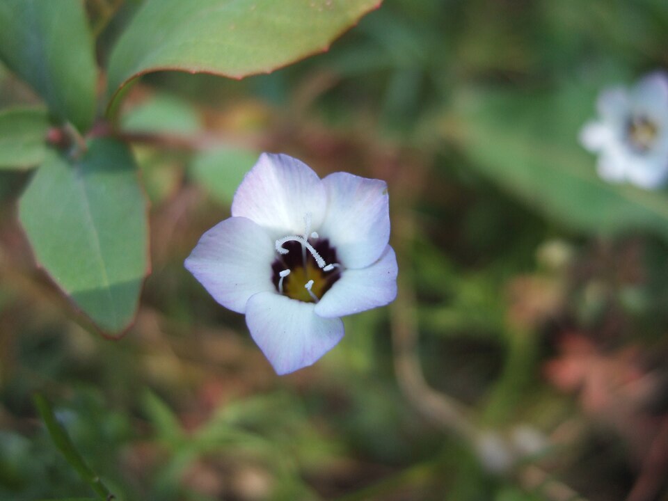 Gilia tricolor (bird's-eye gilia) (alternate view 6)
