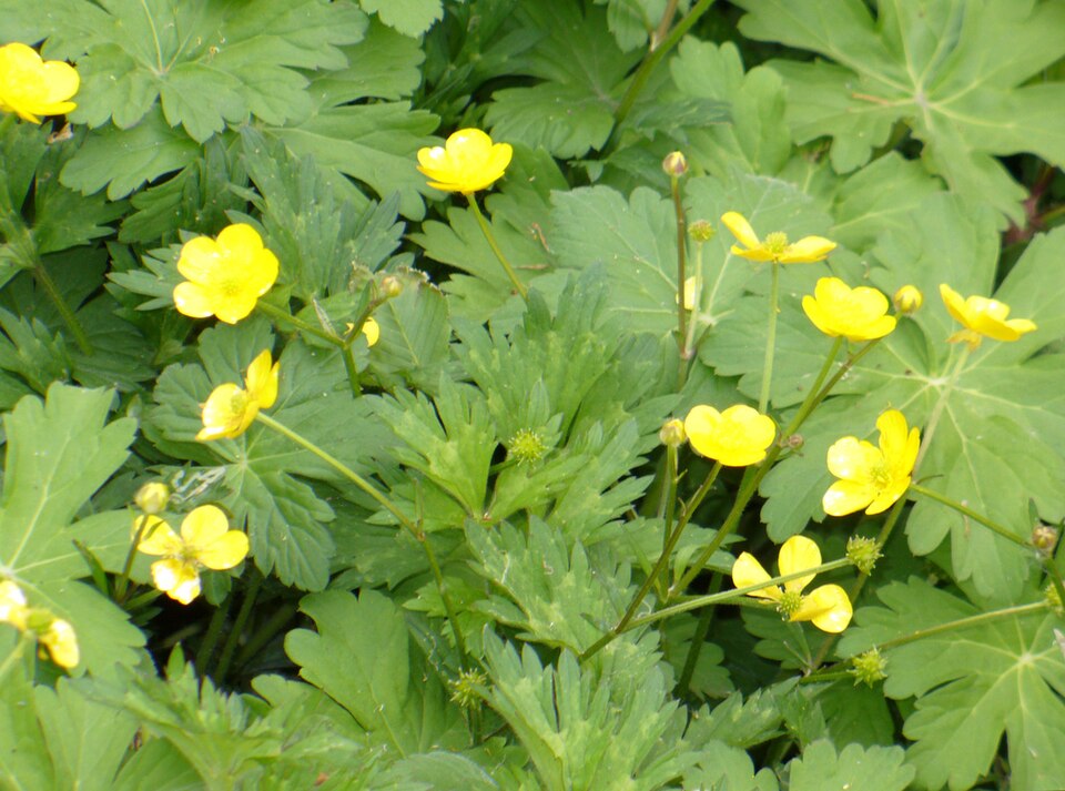 Ranunculus repens (creeping buttercup)