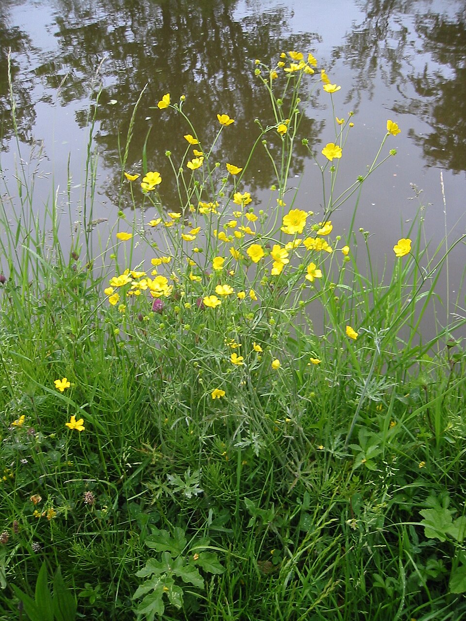 Ranunculus acris (meadow buttercup) (alternate view 6)