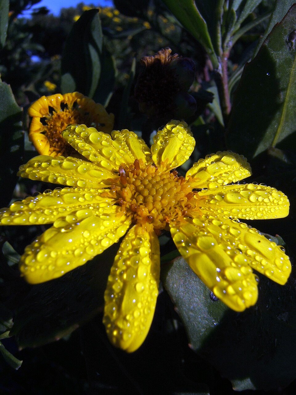 Osteospermum moniliferum (Bietou) (alternate view 6)