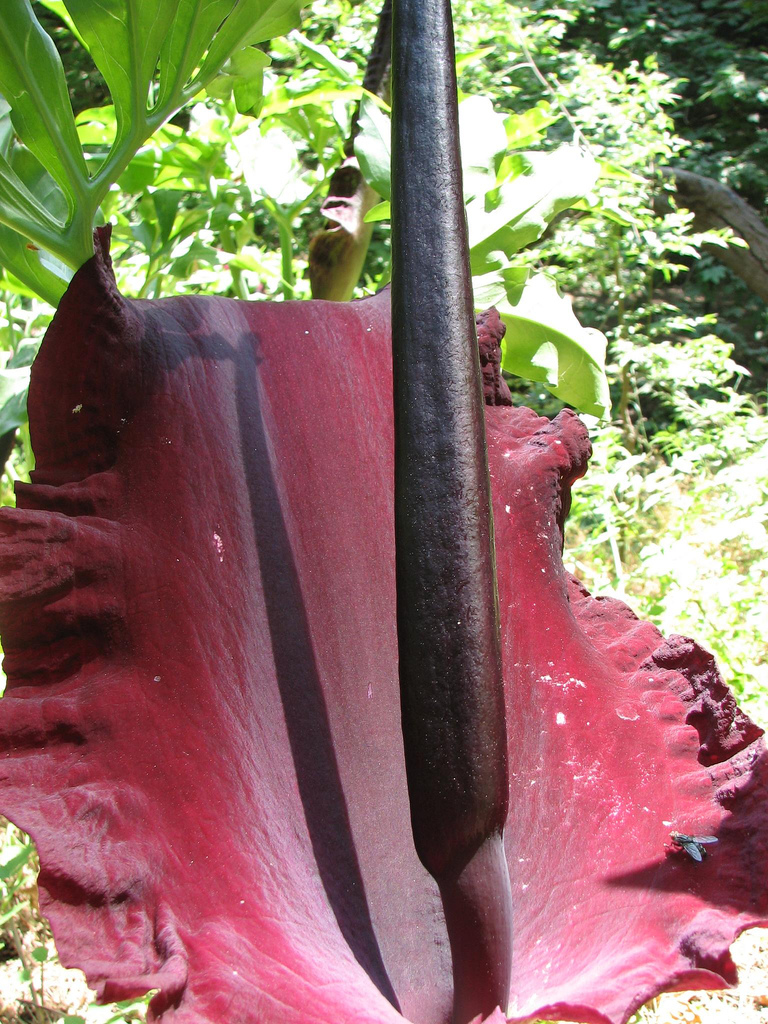 Dracunculus vulgaris (dragon arum) (alternate view 11)