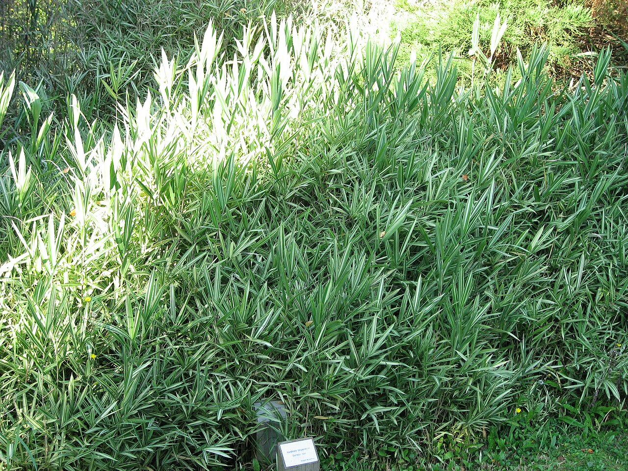 Pleioblastus variegatus, Dwarf white-stripe bamboo — spreading evergreen (Poaceae) (image 3 of 9)