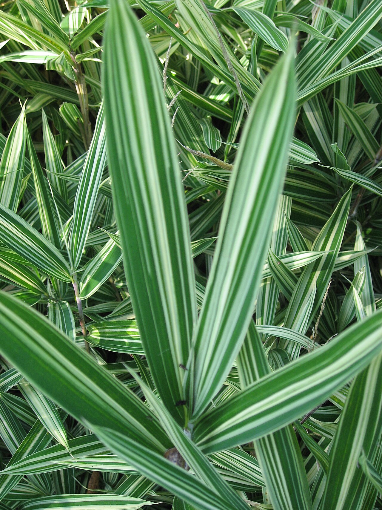 Pleioblastus variegatus, Dwarf white-stripe bamboo — spreading evergreen (Poaceae) (image 4 of 9)