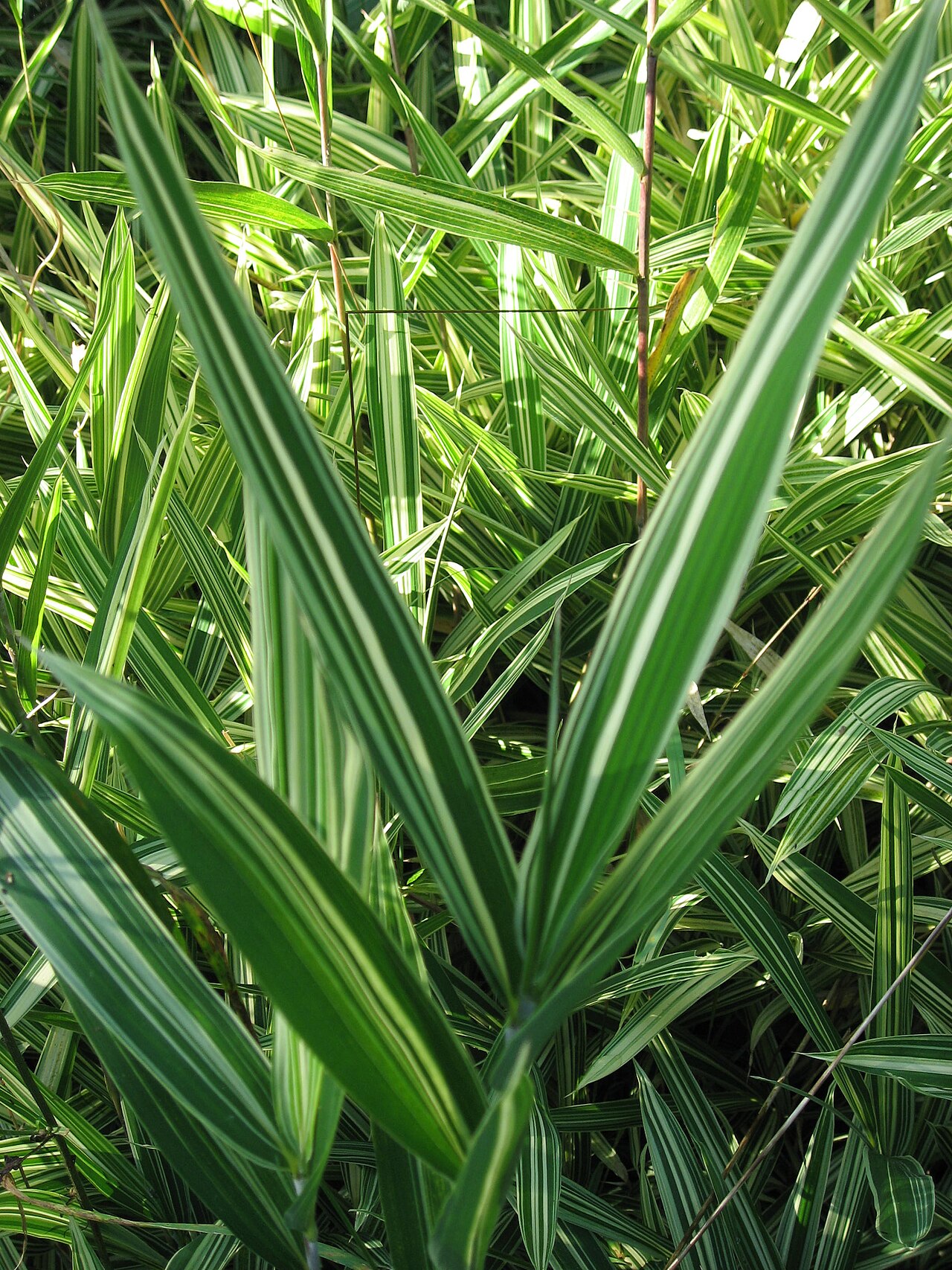 Pleioblastus variegatus, Dwarf white-stripe bamboo — spreading evergreen (Poaceae) (image 5 of 9)