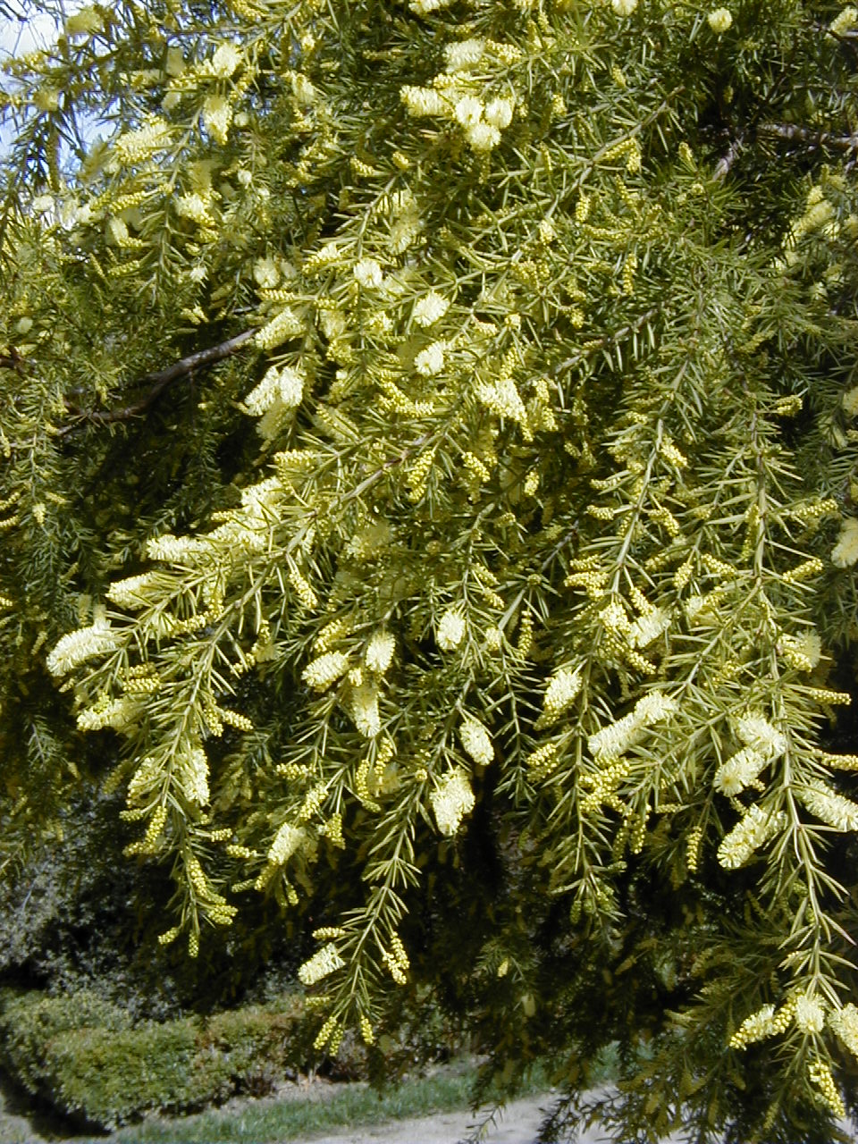 Acacia verticillata (Prickly moses)