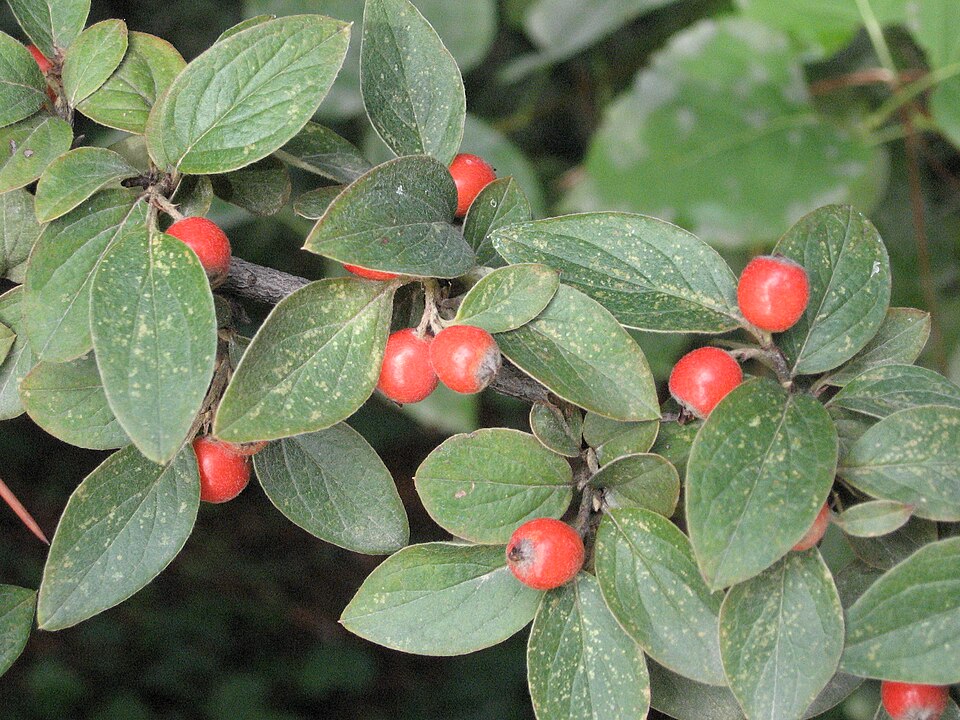 Cotoneaster franchetii (Franchet cotoneaster) (alternate view 11)