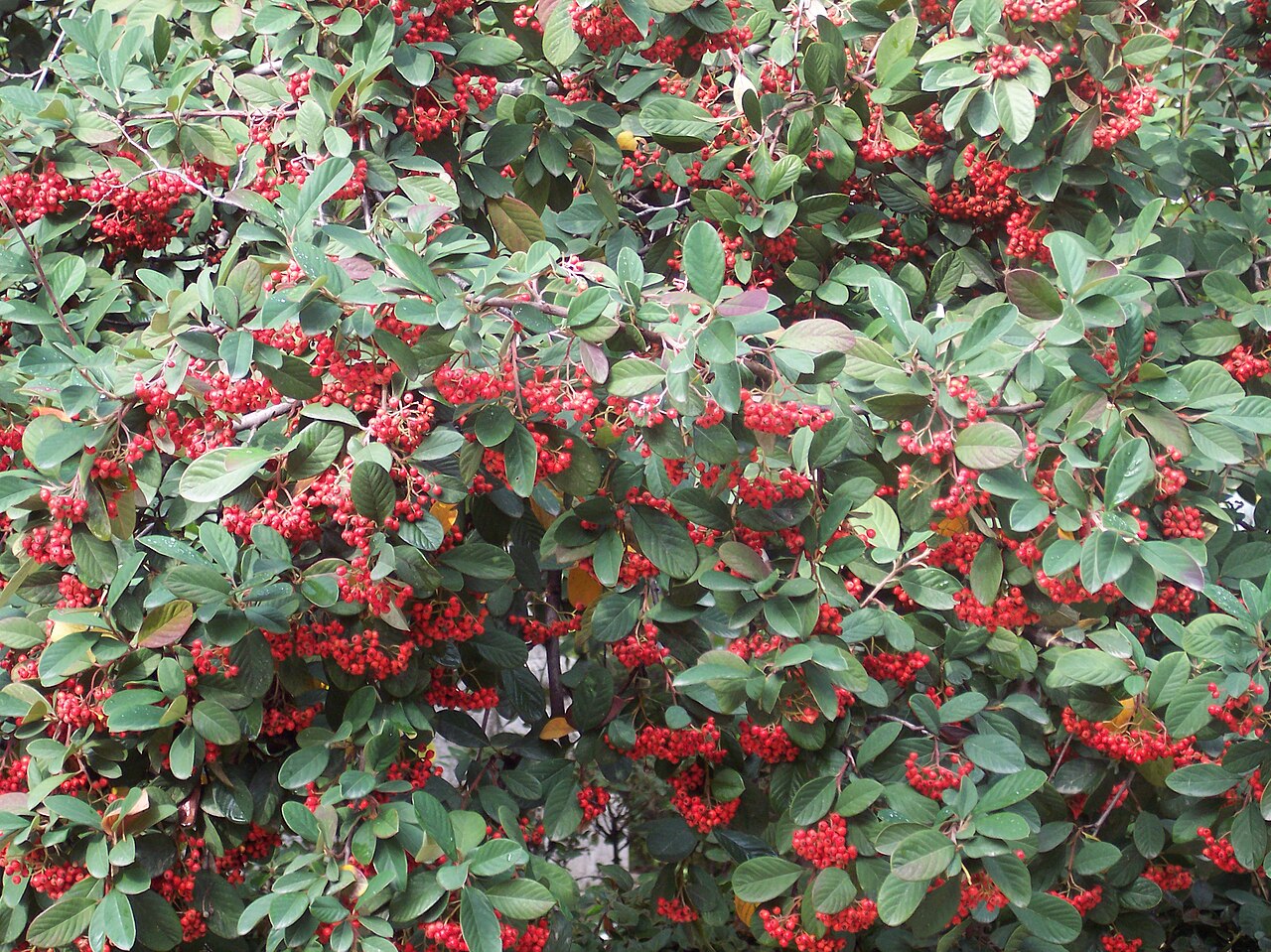 Cotoneaster lacteus, Milkflower cotoneaster — spreading evergreen (Rosaceae) (image 1 of 10)