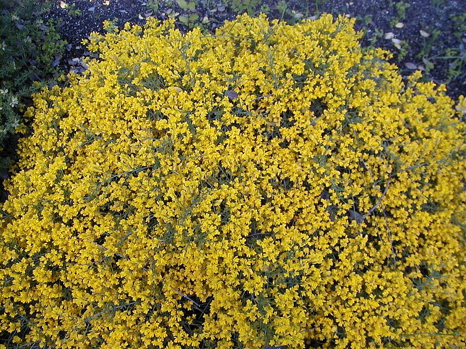Genista lydia (Lydia broom) (alternate view 6)