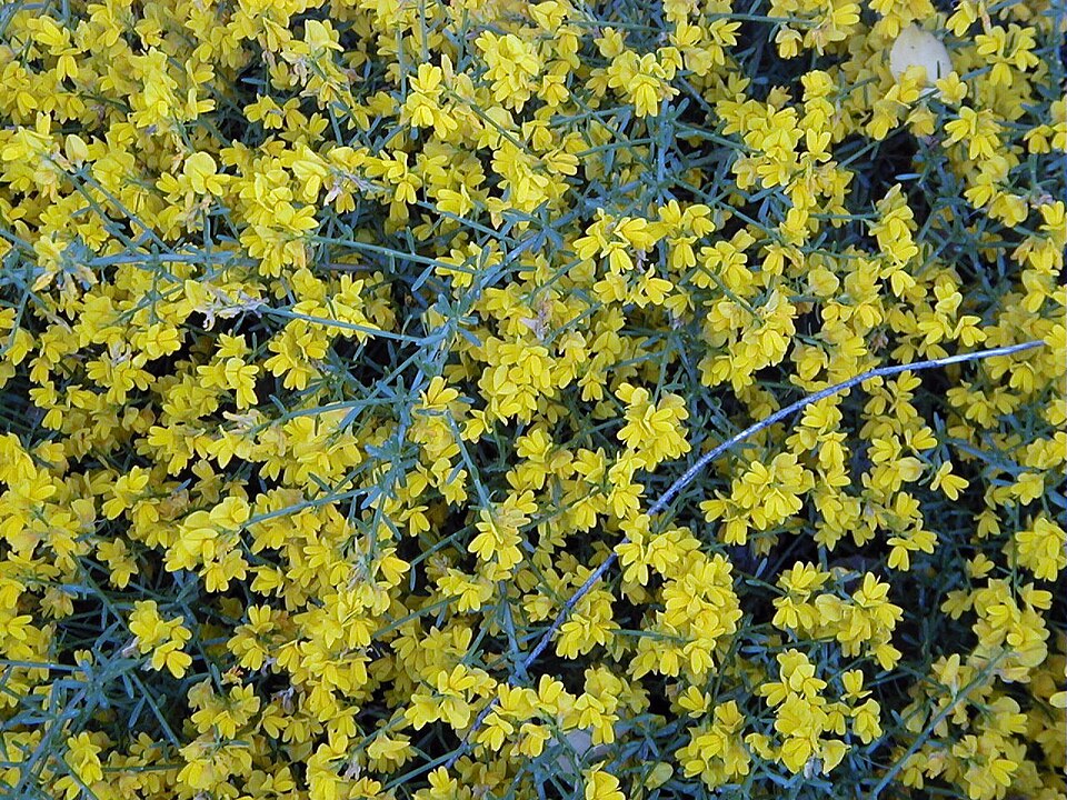 Genista lydia (Lydia broom) (alternate view 7)