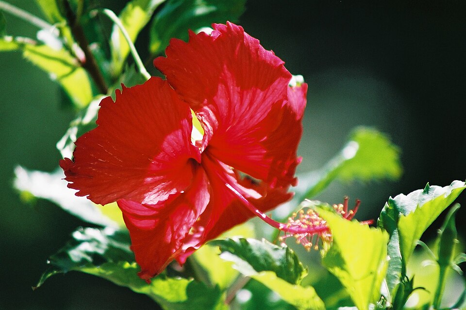 Hibiscus × archeri (Red Hibiscus)