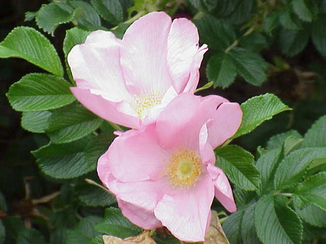 Rosa 'Fru Dagmar Hastrup' (Fru Dagmar Hastrup Rose)