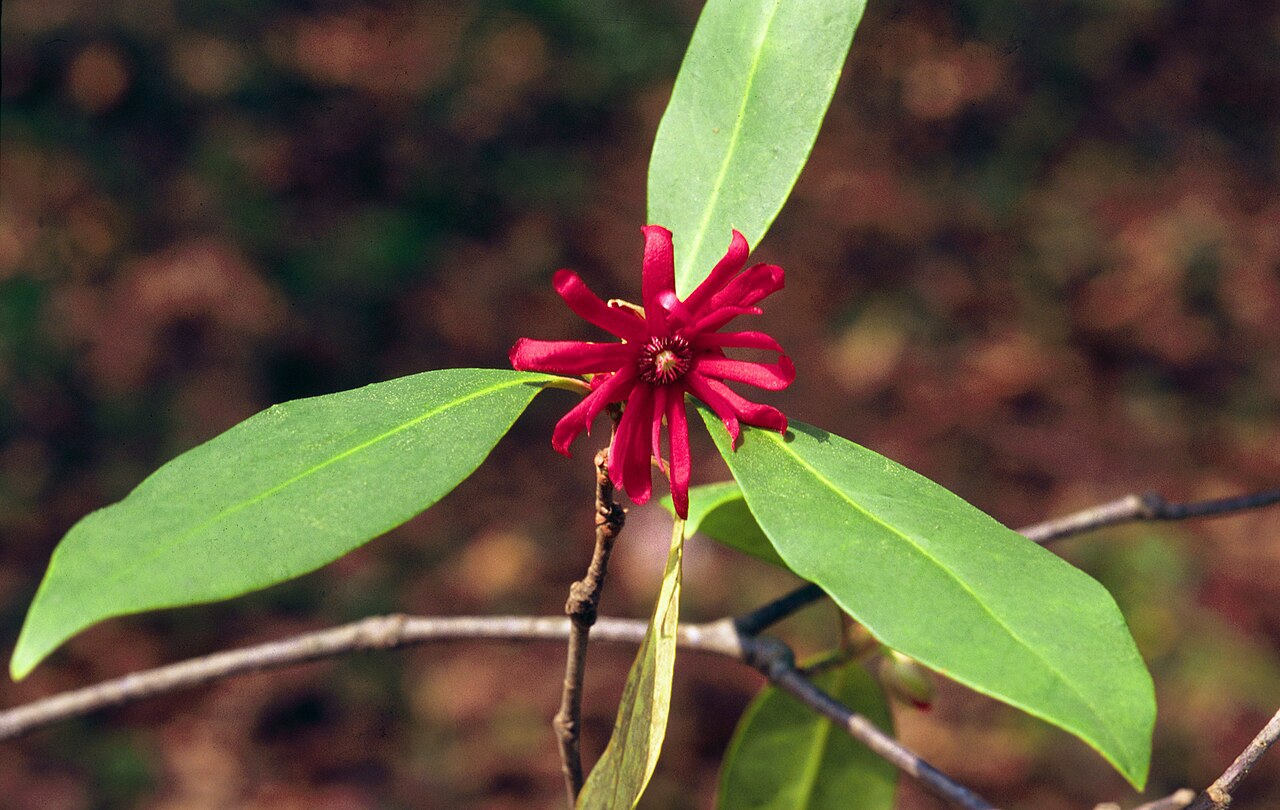 Illicium spp., anise tree — upright evergreen (Schisandraceae) (image 2 of 4)