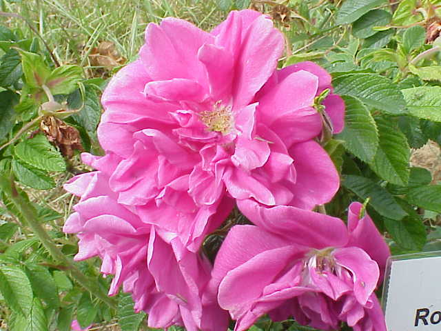 Rosa 'Hansa' (Hansa Rose)