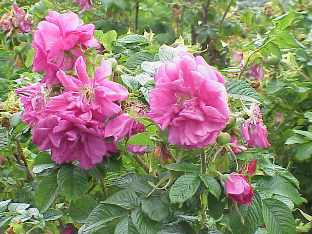 Rosa 'Hansa' (Hansa Rose) (alternate view 2)