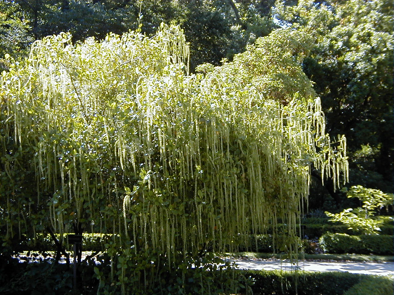 Itea ilicifolia (Holly-leaf Sweetspire)