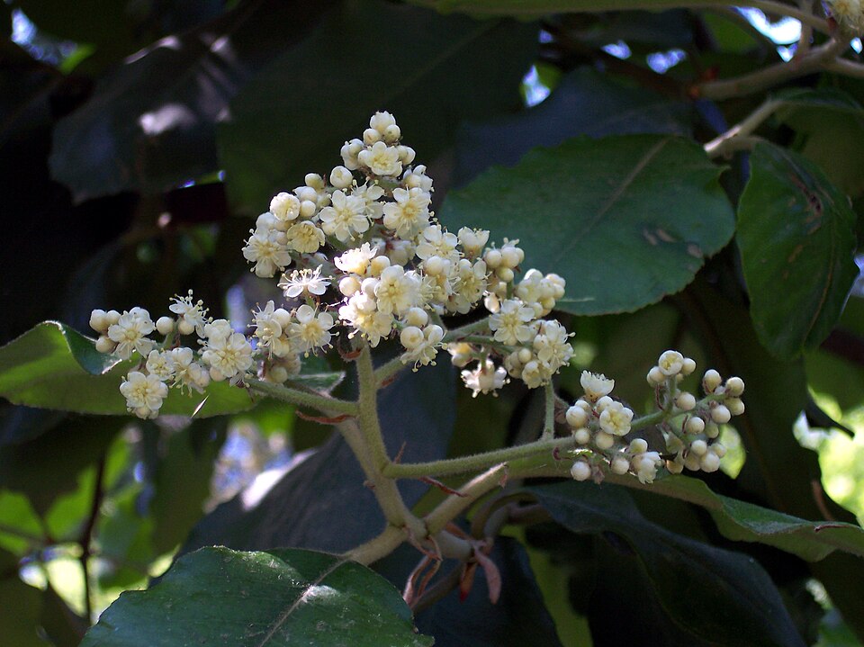 Photinia × fraseri (Red Tip Photinia) (alternate view 5)