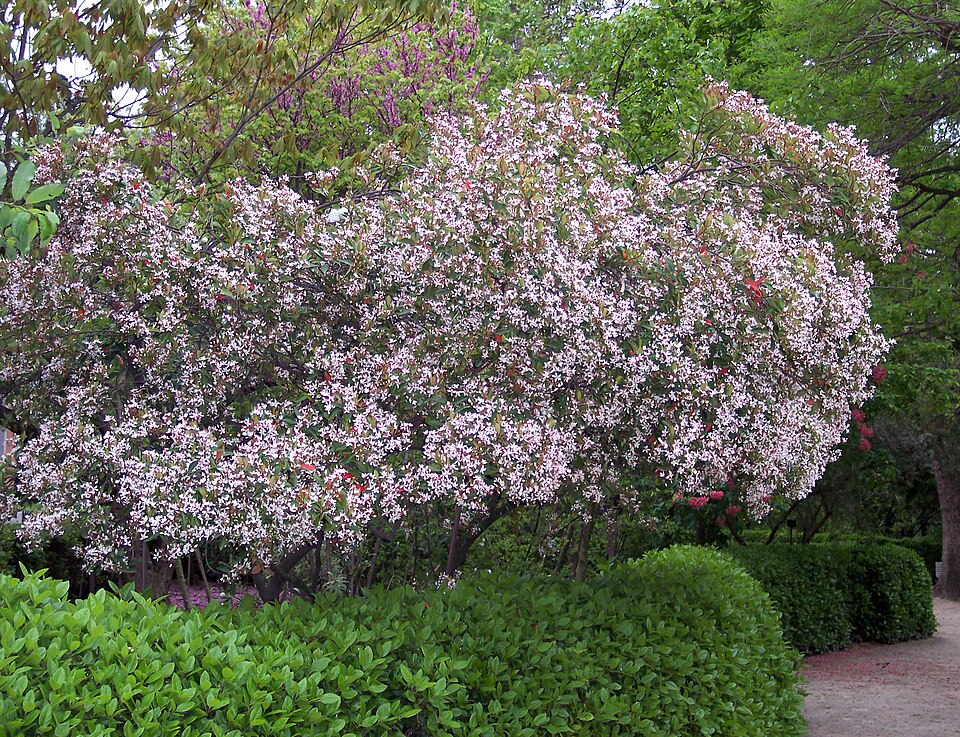 Rhaphiolepis indica (Indian Hawthorn) (alternate view 10)