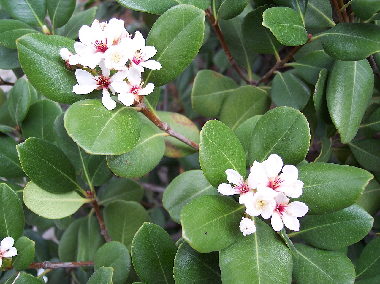 Rhaphiolepis umbellata, Yeddo hawthorn — mounding evergreen (Rosaceae) (image 5 of 10)
