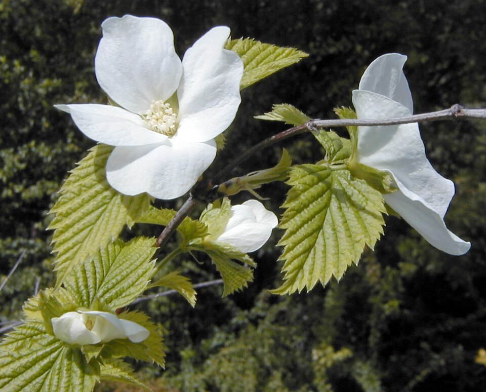 Rhodotypos scandens (jetbead) (alternate view 7)
