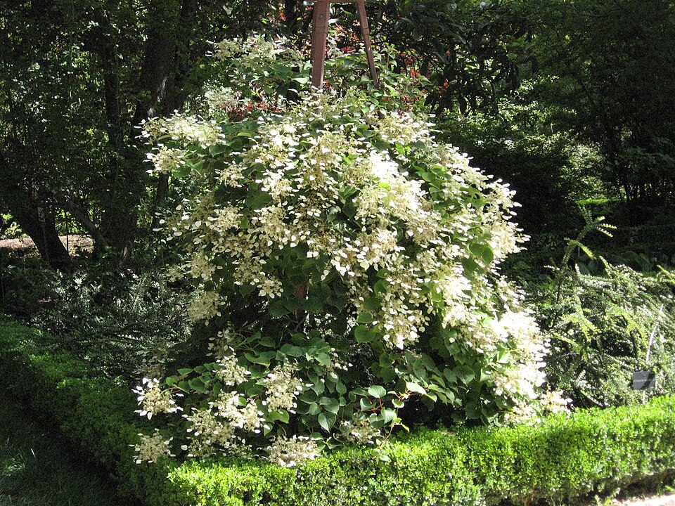 Schizophragma hydrangeoides (Japanese Climbing Hydrangea)