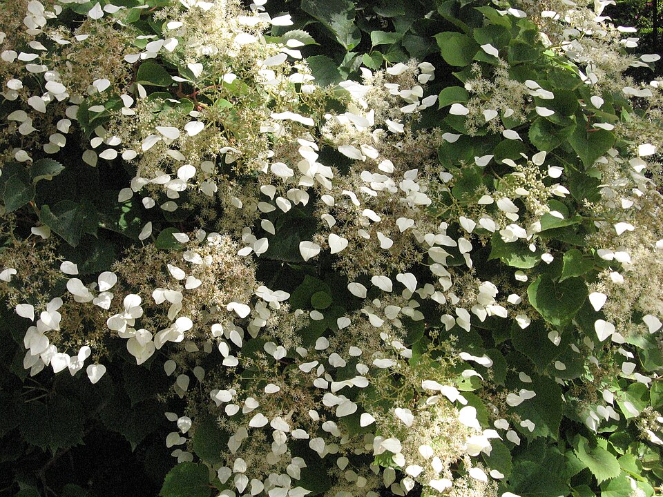 Schizophragma hydrangeoides (Japanese Climbing Hydrangea) (alternate view 2)