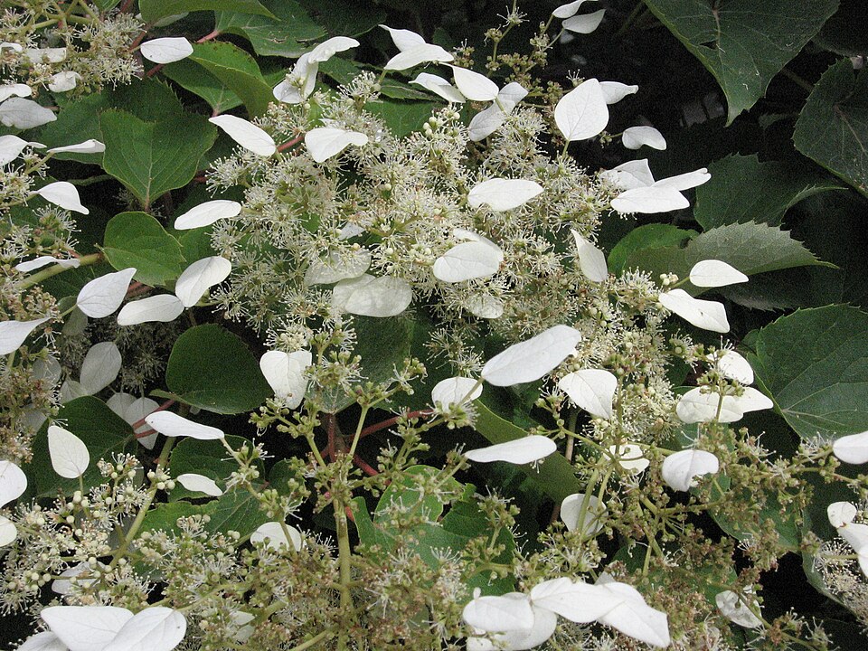 Schizophragma hydrangeoides (Japanese Climbing Hydrangea) (alternate view 3)