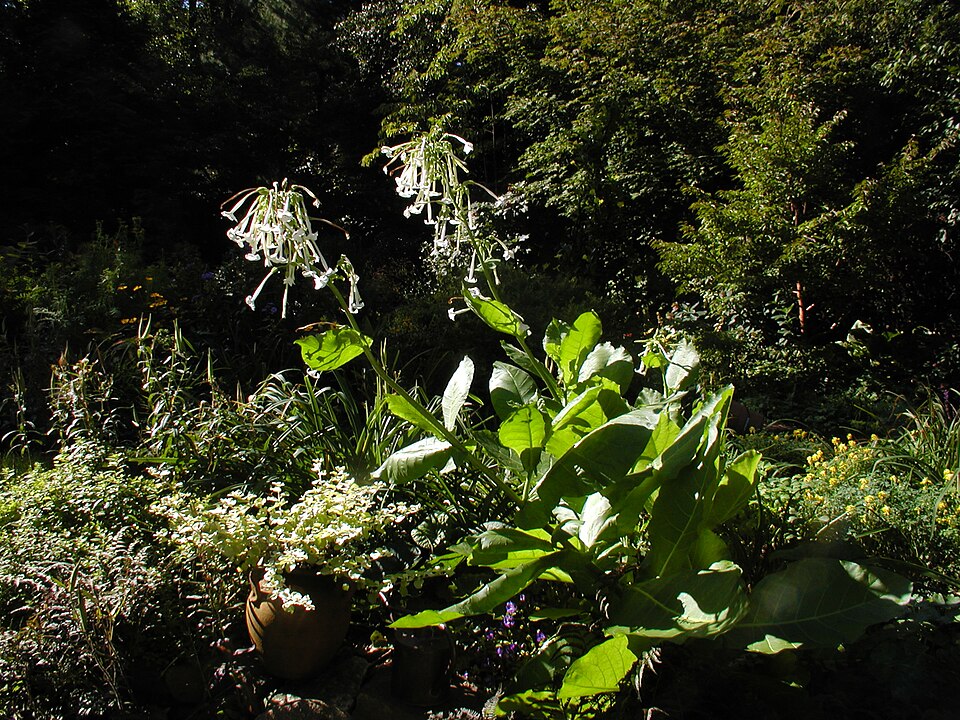 Nicotiana sylvestris (fragrant tobacco nightshade) (alternate view 9)