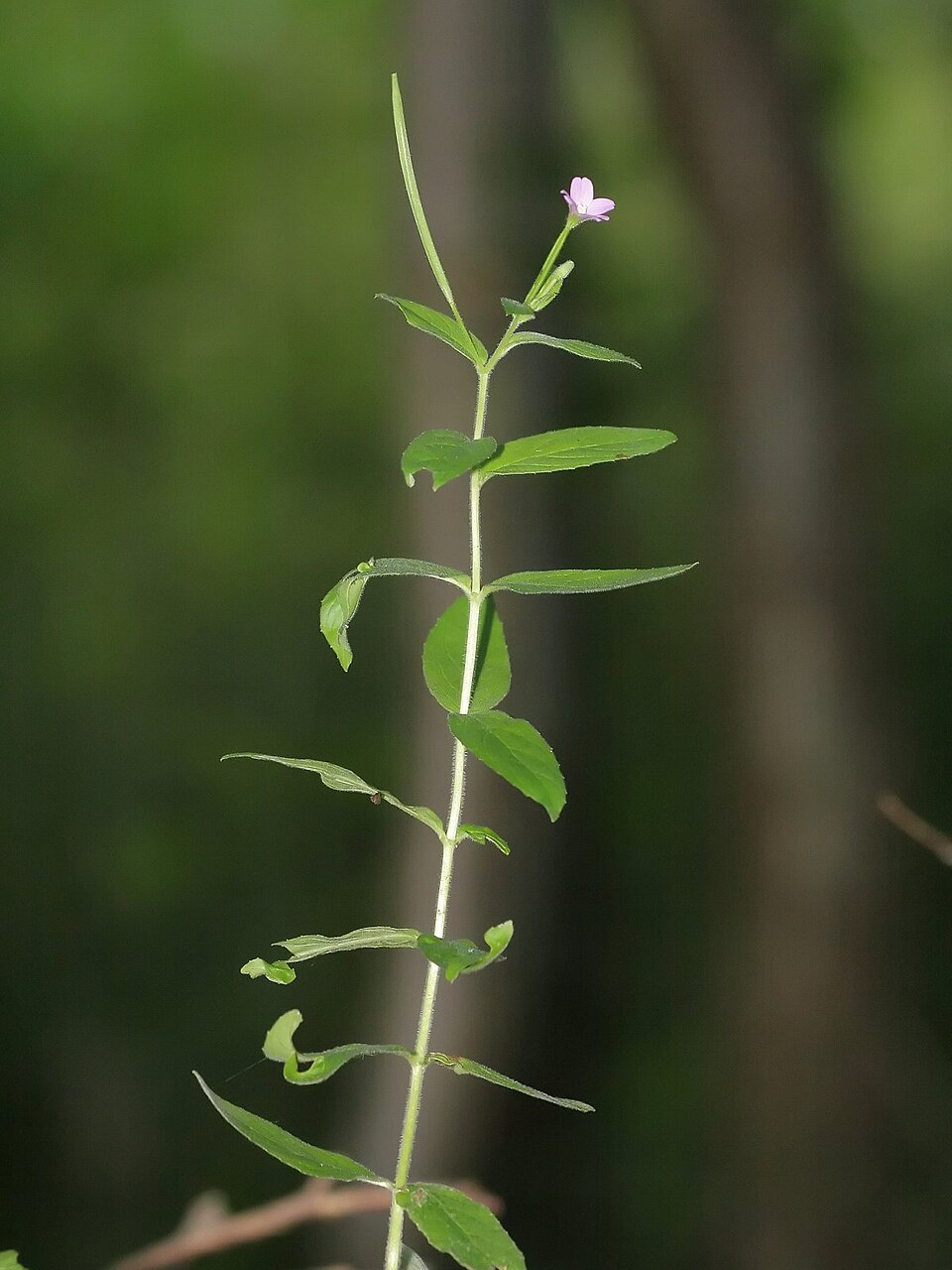 Epilobium parviflorum (Hoary Willowherb)