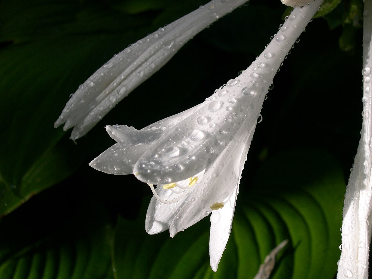 Hosta plantaginea, Fragrant plantain lily — mounding deciduous (Asparagaceae) (image 9 of 10)