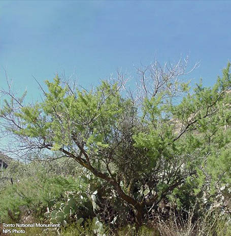 Senegalia greggii (Catclaw Acacia) (alternate view 6)