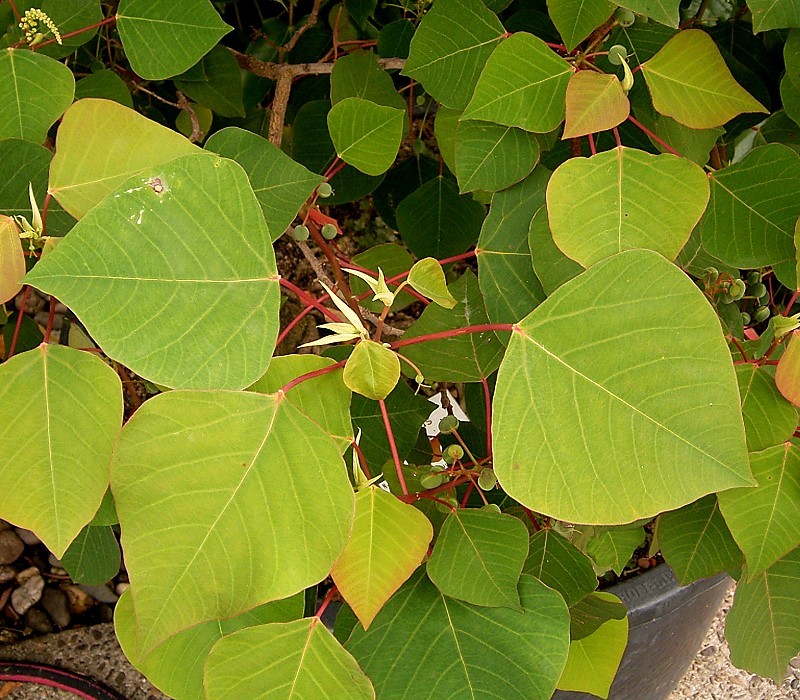 Homalanthus populifolius (Bleeding Heart) (alternate view 2)