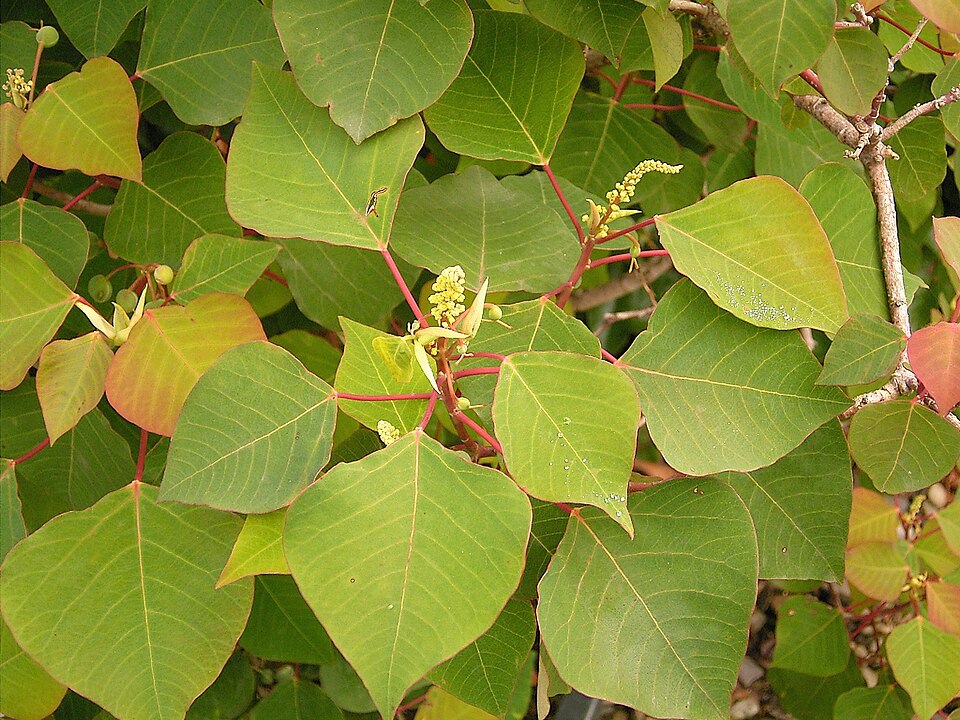Homalanthus populifolius (Bleeding Heart) (alternate view 3)