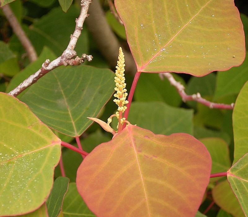 Homalanthus populifolius (Bleeding Heart) (alternate view 4)