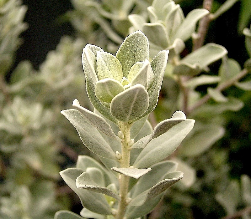 Leucophyllum frutescens, Texas sage — mounding evergreen (Scrophulariaceae) (image 3 of 10)