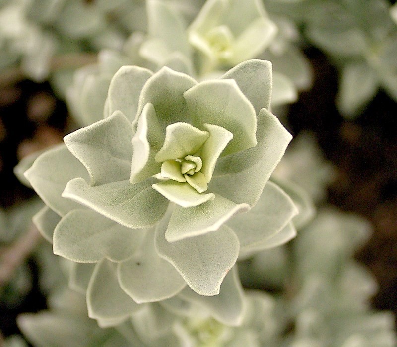 Leucophyllum frutescens, Texas sage — mounding evergreen (Scrophulariaceae) (image 4 of 10)