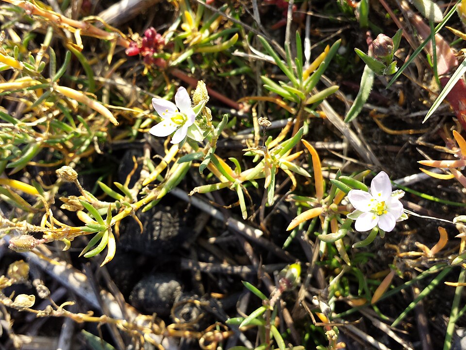 Spergularia media (Greater Sea-spurry)